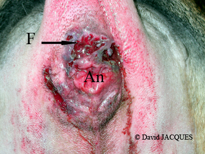 Fistule anale chien : définition, symptômes, traitement - PagesJaunes